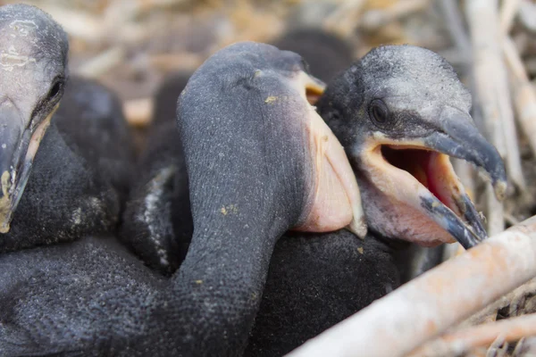 Poussin d'un cormoran — Photo