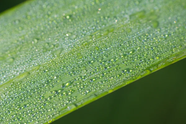 Tautropfen 3 — Stockfoto