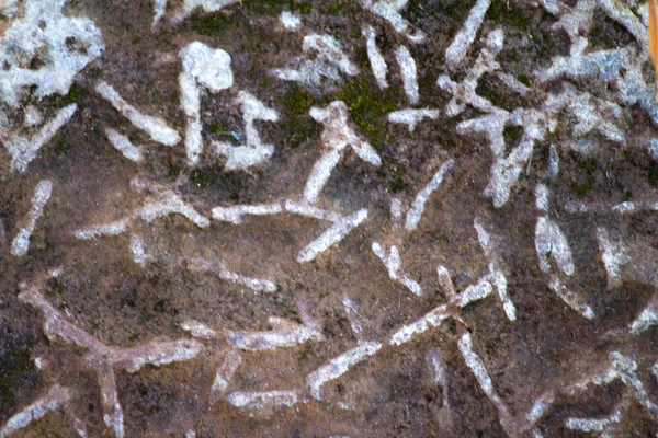 Invertebrate fossils — Stock Photo, Image