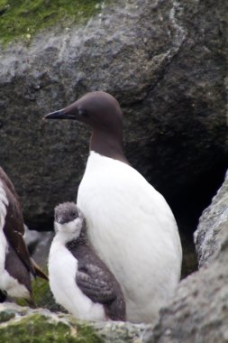 guillemot
