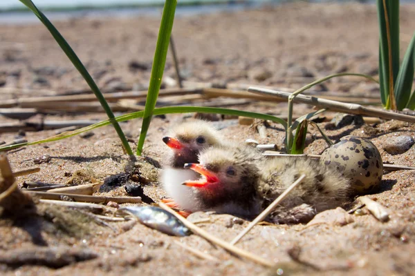 Pretty baby bird — Stock Photo, Image