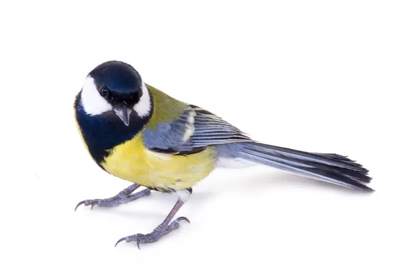 Tit bird 2 — Stock Photo, Image