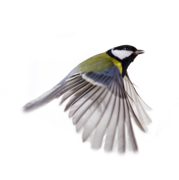 Great Tit, Parus Major flight