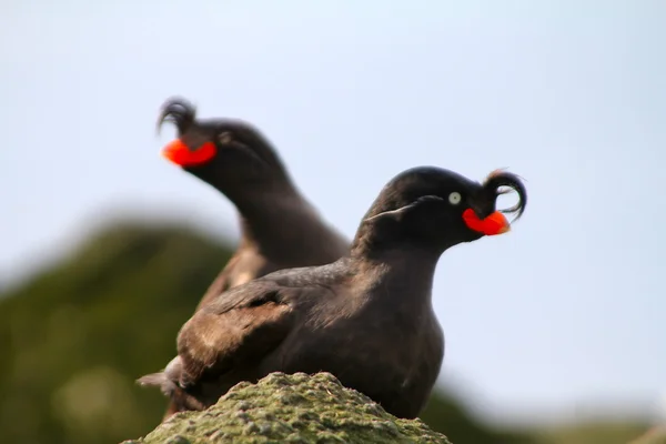Crested Auklet — Stock Photo, Image