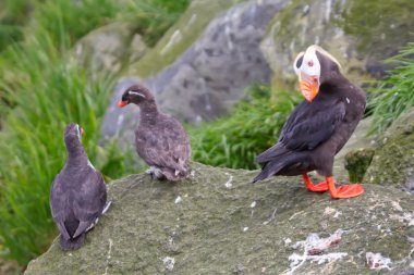 Komutan Adaları kuş