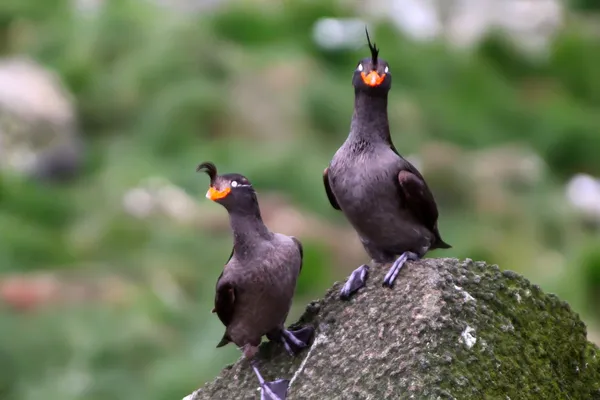 Auklet con cresta — Foto de Stock