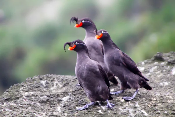 Auklet Crested — Foto Stock