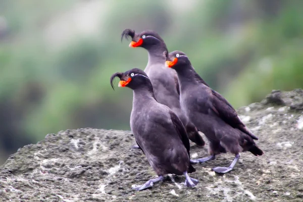 Auklet czubaty — Zdjęcie stockowe