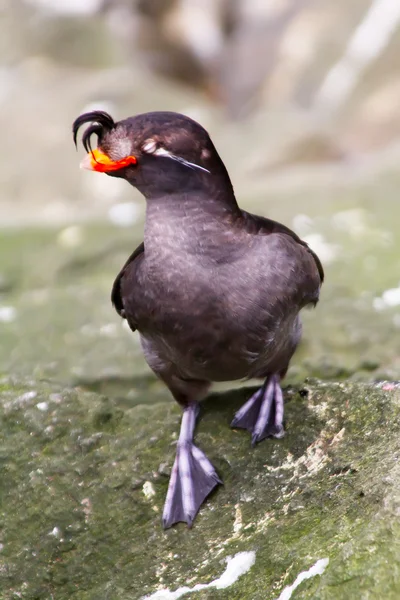 Crested Auklet — Stock Photo, Image