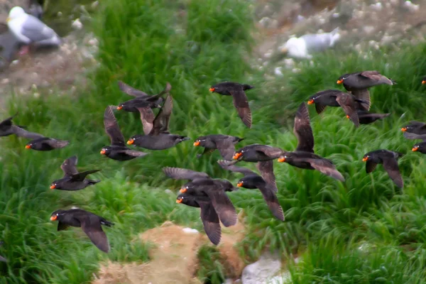 Chocholatý auklet let — Stock fotografie