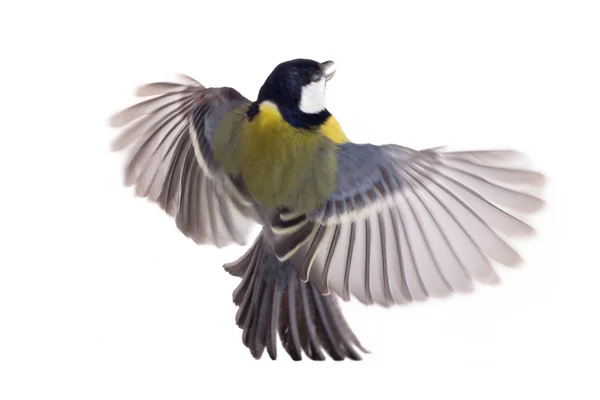 Great Tit, Parus Major flight — Stock Photo, Image