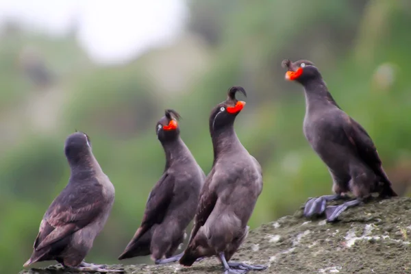 Crested Auklet team — Stock Photo, Image