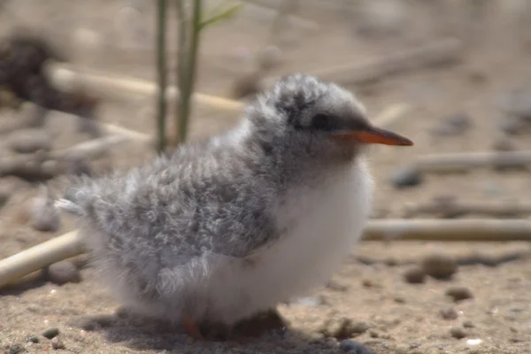 Pretty baby bird — Stock Photo, Image