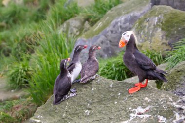 muhabbet kuşu dalıcımartı: fatura.