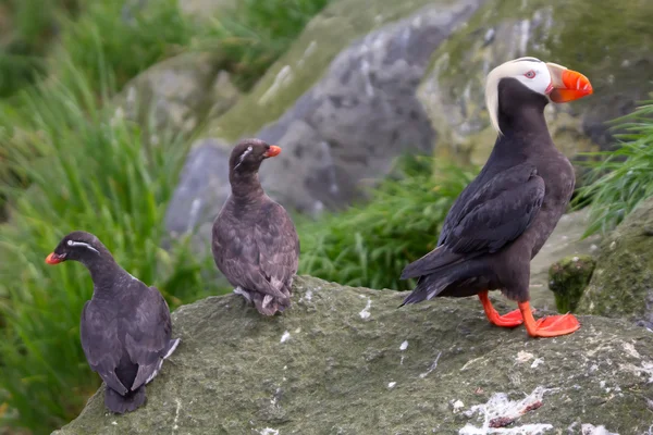 Komutan Adaları kuş