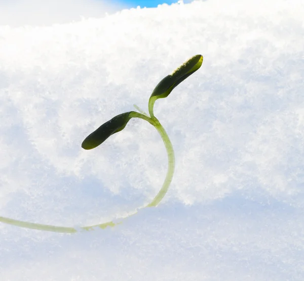 Winter outcome — Stock Photo, Image