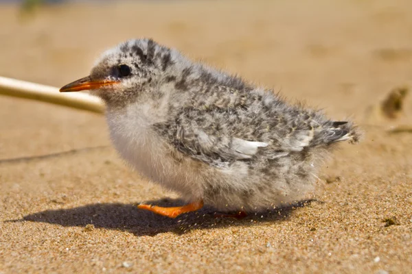 かわいい赤ちゃんの鳥 — ストック写真