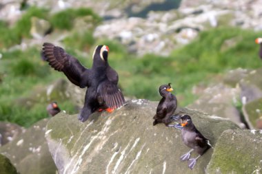 Crested dalıcımartı takım