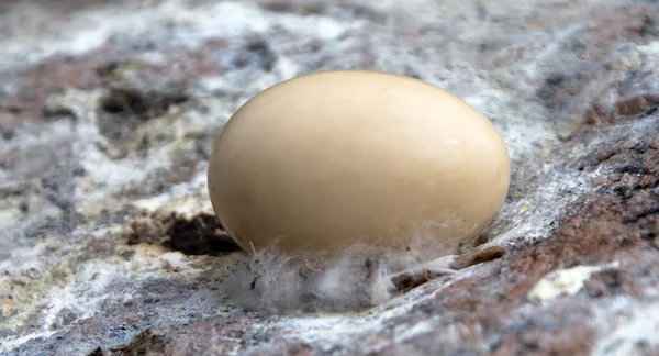 Χηνοπρίστη αυγό με μια φέτα κάτω — Φωτογραφία Αρχείου