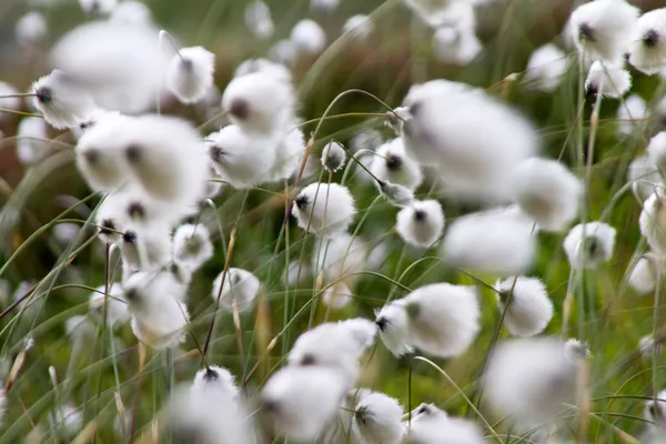 Fluffy flowers — Stock Photo, Image