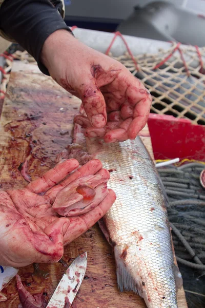 Skära fisk — Stockfoto