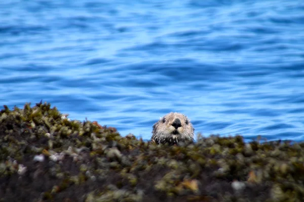 Havet bäver — Stockfoto