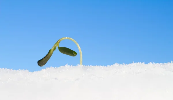 Winter-Ergebnis — Stockfoto