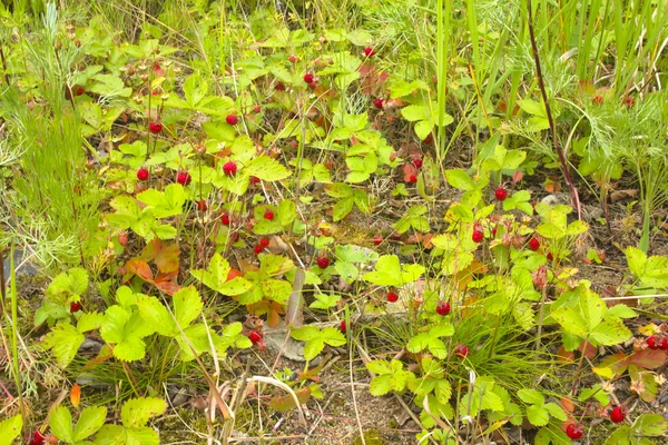 Wilde aardbeien kreupelhout — Stockfoto