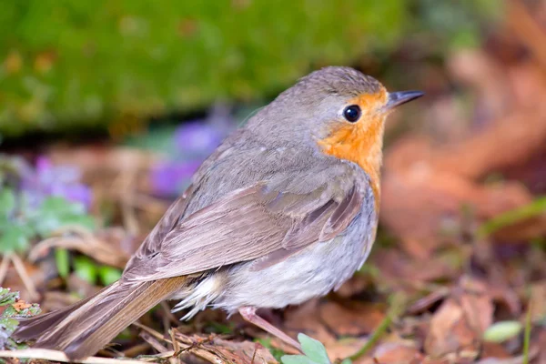 Robin (Erithacus rubecola) — Stockfoto