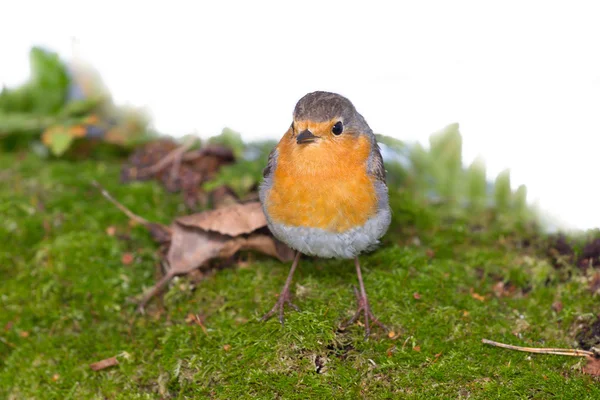 Robin (Erithacus rubecola) — Fotografia de Stock