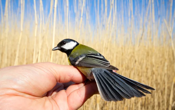 Bright titmouse — Stock Photo, Image