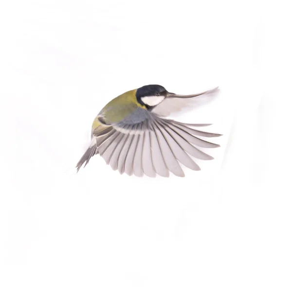 Great Tit, Parus Major рейс — стоковое фото