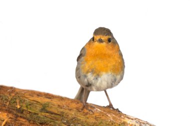 Robin (Erithacus rubecola)