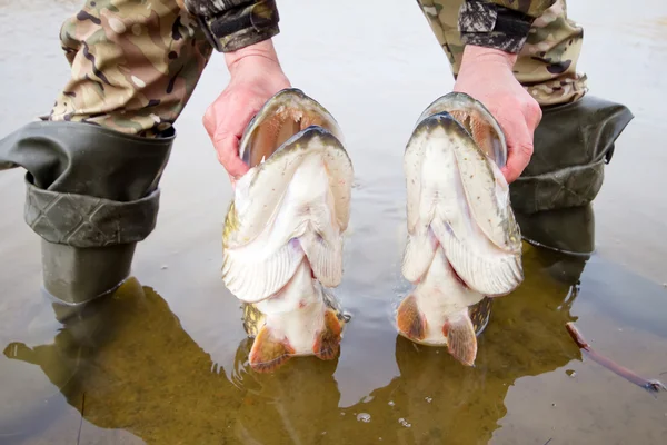 Large pike — Stock Photo, Image