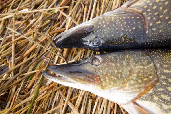 The Northern Pike. Stock Photo by ©vladvitek 12711630