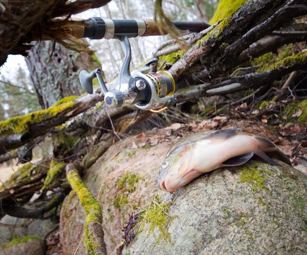 Bream do lago distante — Fotografia de Stock