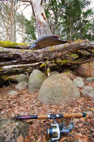 Bream from the far lake — Stock Photo, Image