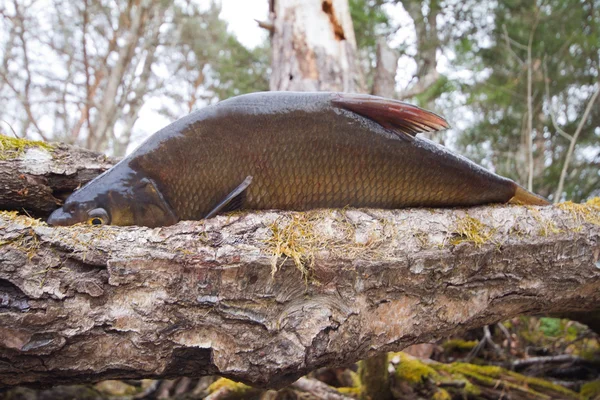 Bream from the far lake — Stock Photo, Image