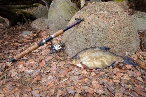 Bream from the far lake — Stock Photo, Image