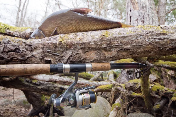 Dorada del lago del bosque — Foto de Stock