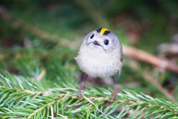 Goldcrest — 图库照片