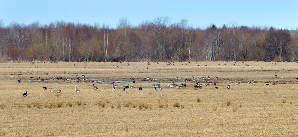 spring time  of migratory geese