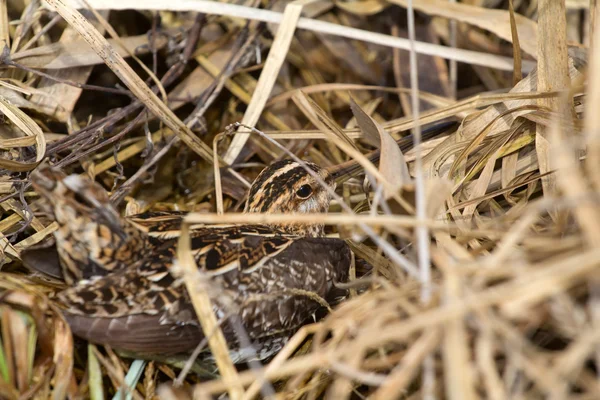 Common snipe — Stock Photo, Image