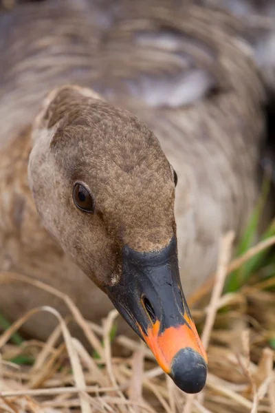 Bean goose Anser fabalis — Stock Photo, Image