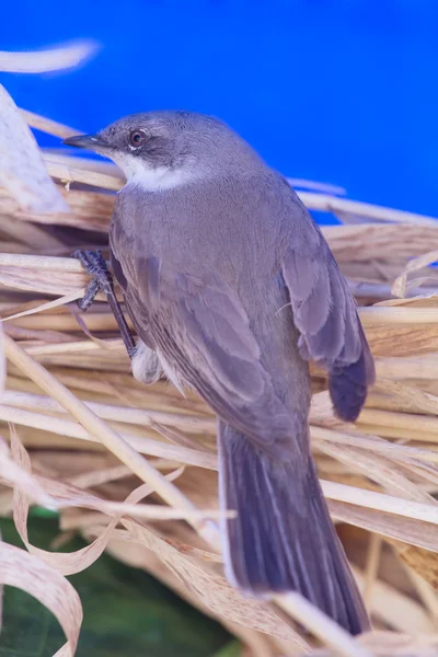 Whitethroat zwyczajny — Zdjęcie stockowe