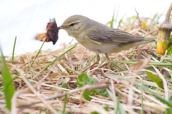 Caça bem sucedida de salgueiro warbler — Fotografia de Stock