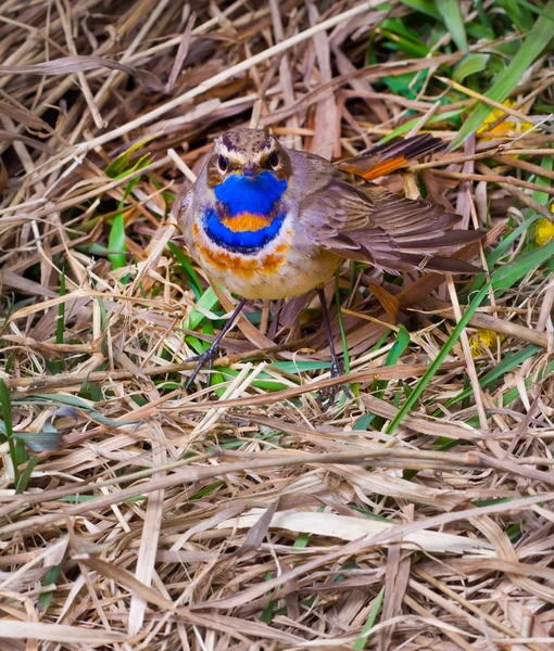 Mavi boğazlı robin — Stok fotoğraf