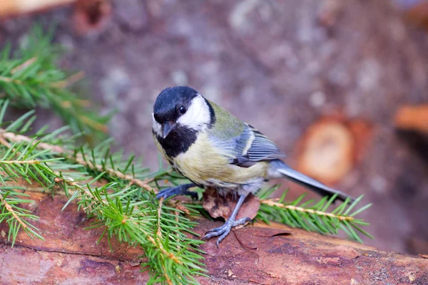 Bright titmouse — Stock Photo, Image