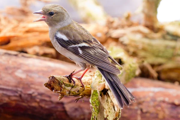 Chaffinch — Stock Photo, Image