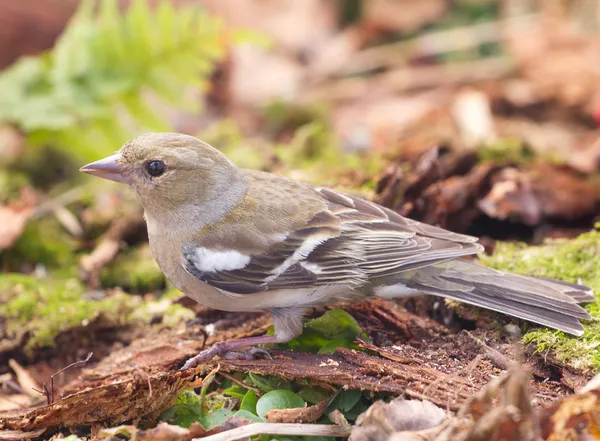 Chaffinch — Stock Photo, Image